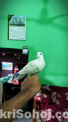 অস্ট্রেলিয়ান রানিং ঘুঘু